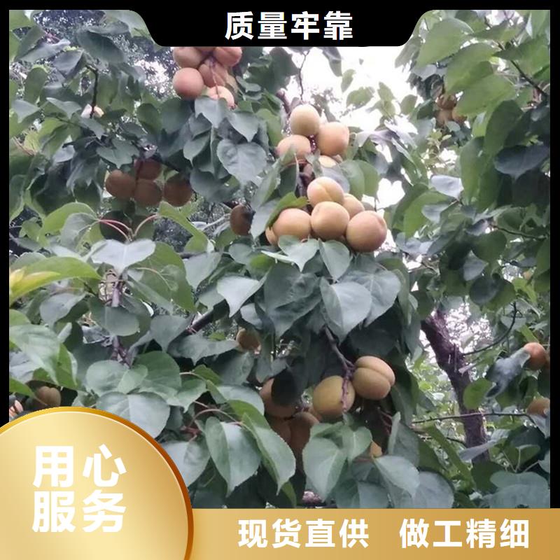 杏桃树苗优势