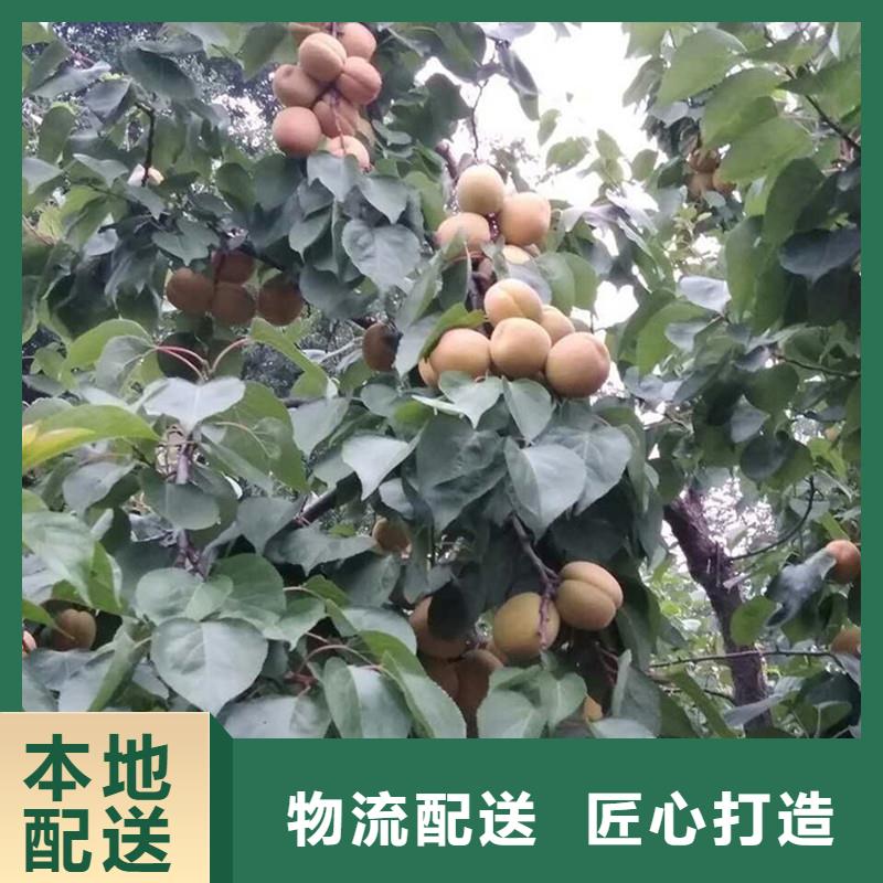 玛瑙红石榴苗-视频-玛瑙红石榴苗(轩园)覆盖地域内蒙古包头|乌海|通辽|呼伦贝尔|乌兰察布