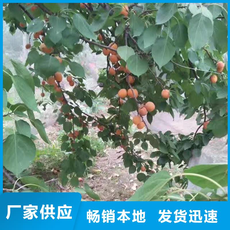 玛瑙红石榴苗-视频-玛瑙红石榴苗(轩园)覆盖地域内蒙古包头|乌海|通辽|呼伦贝尔|乌兰察布