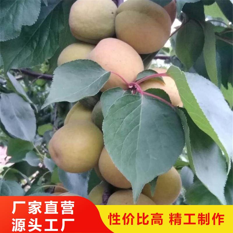 |呼伦贝尔|阿拉善|包头|乌兰察布|鄂尔多斯轩园【 杏_樱桃苗型号齐全】
