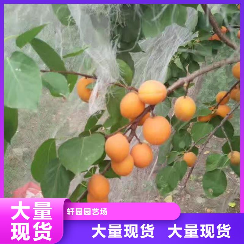 玛瑙红石榴苗视频-内蒙古轩园玛瑙红石榴苗可服务区域呼伦贝尔|鄂尔多斯|呼和浩特|乌兰察布|通辽等