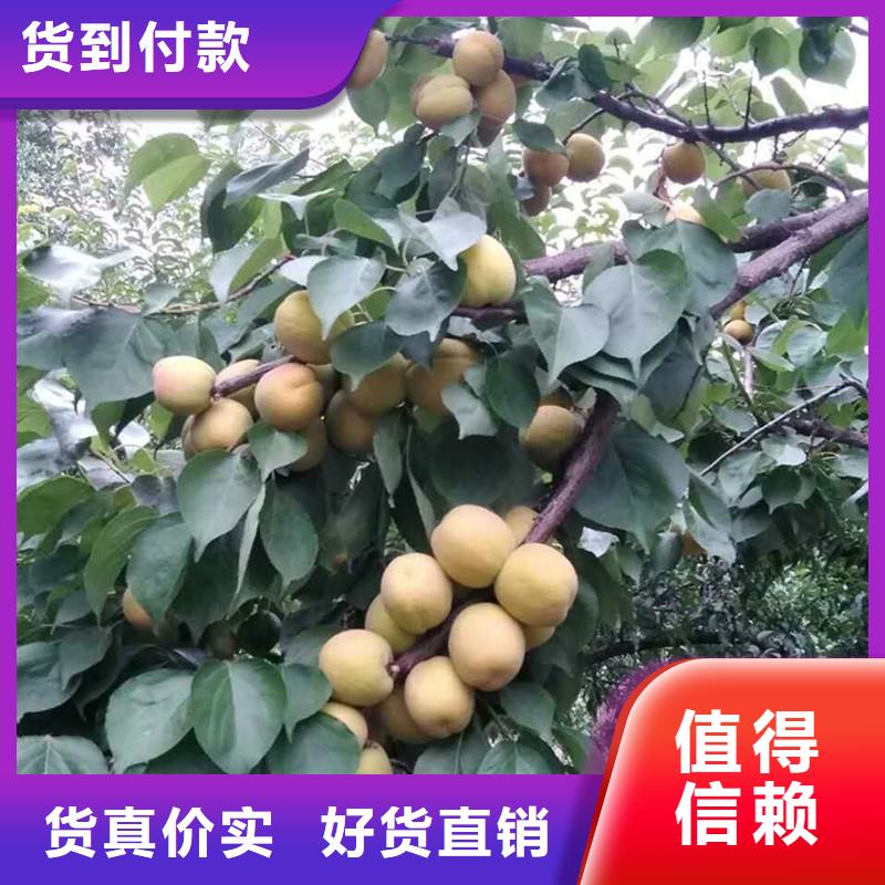 玛瑙红石榴苗视频-贵州省毕节市轩园玛瑙红石榴苗可服务区域纳雍|金沙|安顺|遵义|黔西南|贵阳|六盘水|黔南等