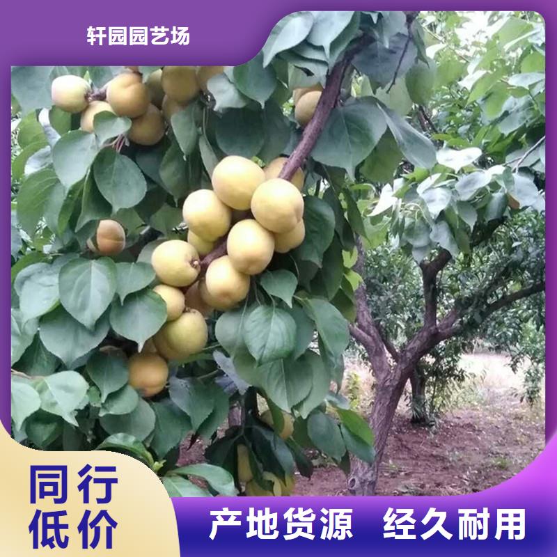 杏李树苗专业信赖厂家