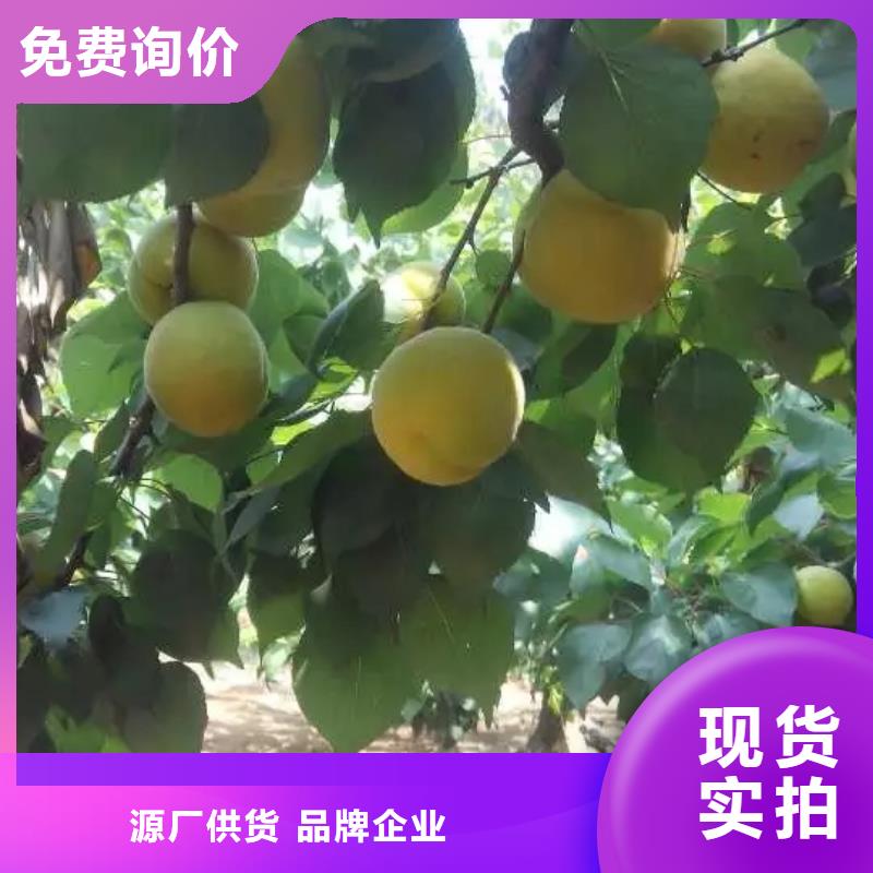 杏-【樱桃苗】快速物流发货-轩园园艺场(毕节市分公司)