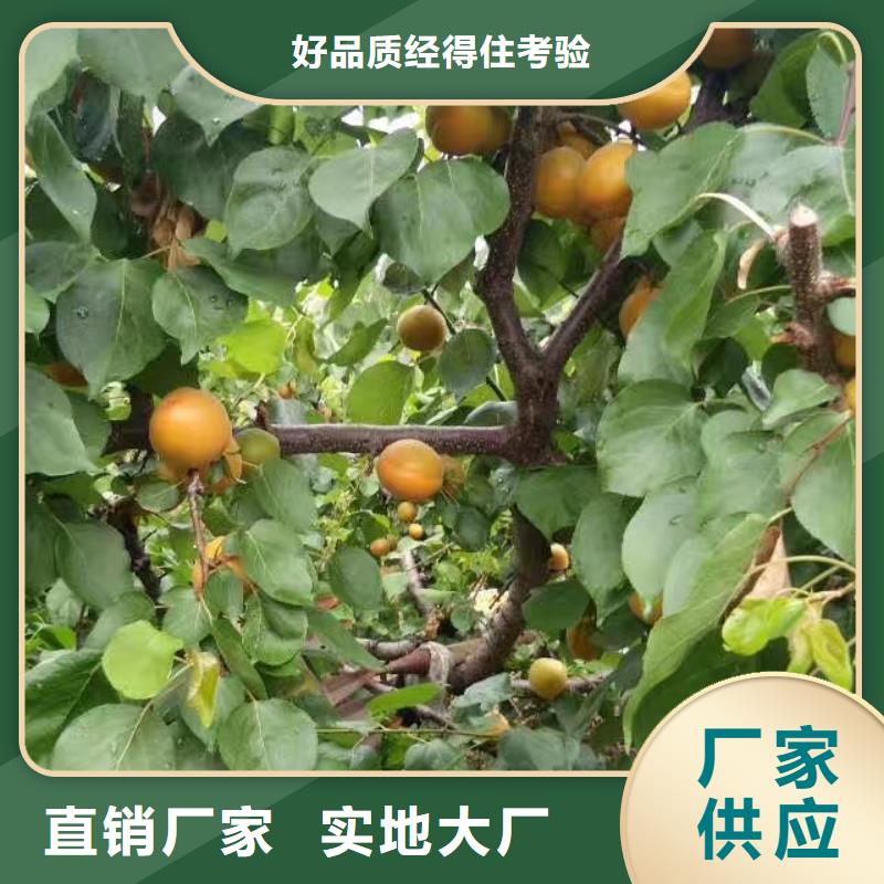 杏樱桃苗厂家拥有先进的设备