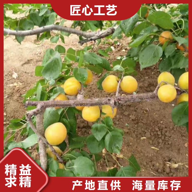 杏桃树苗产地源头好货
