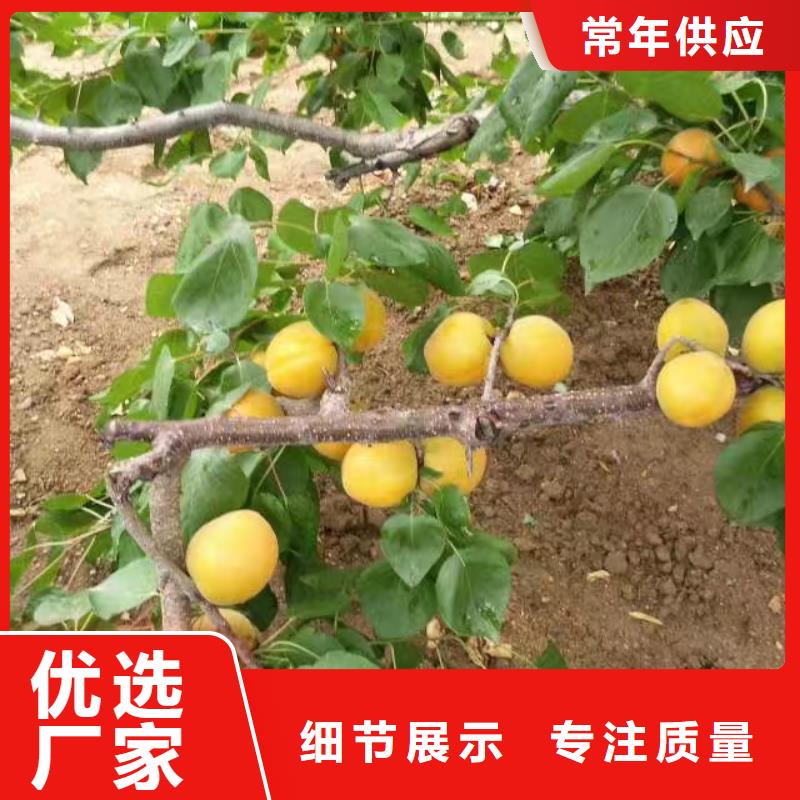 杏梨树苗免费回电