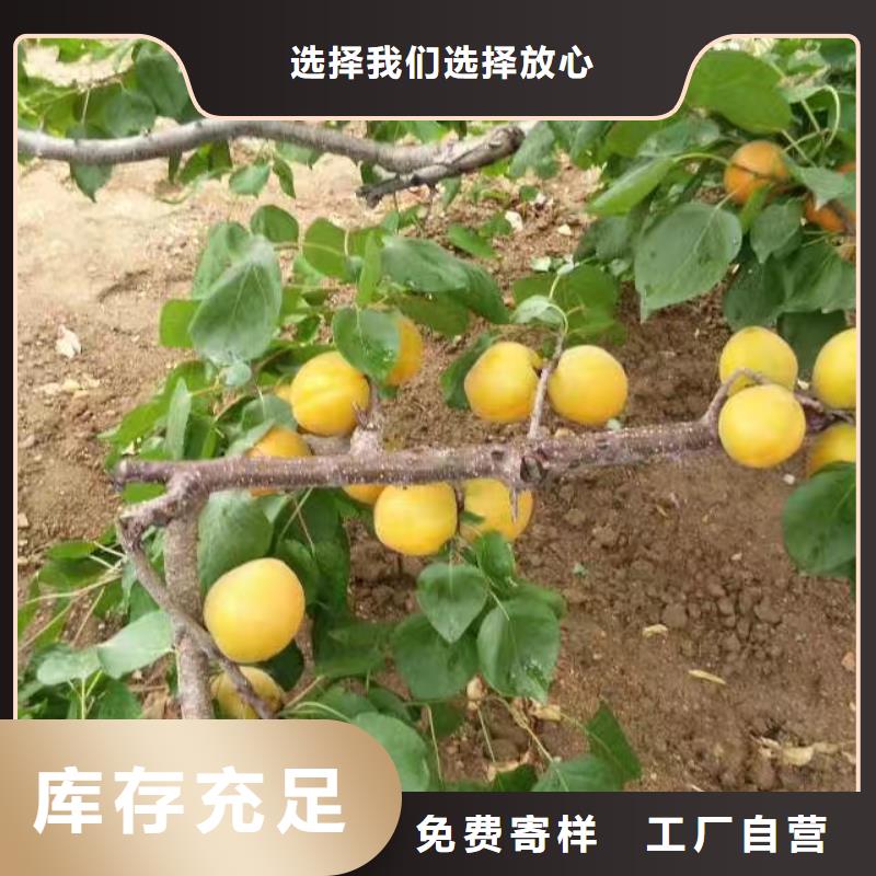 玛瑙红石榴苗轩园杏-【苹果苗】助您降低采购成本
