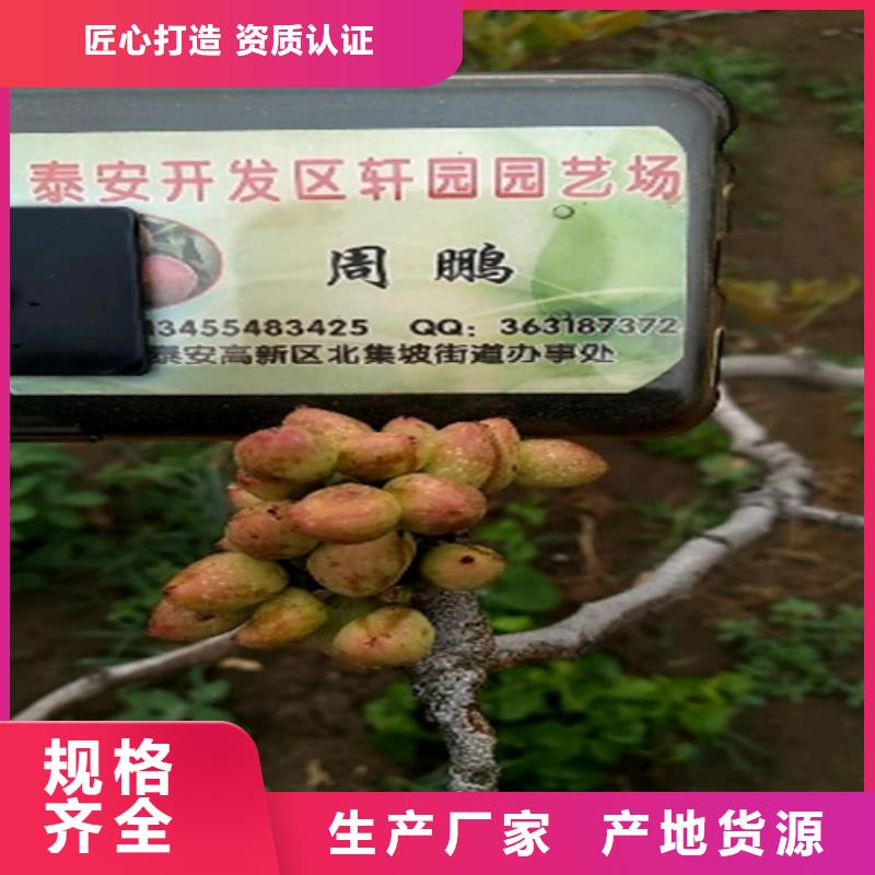 开心果【苹果苗】来电咨询