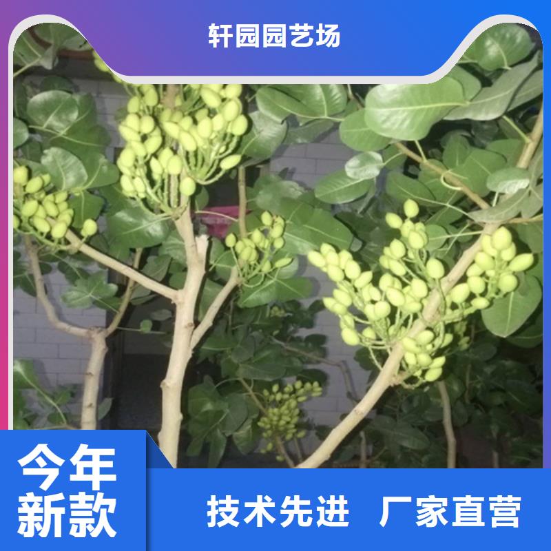 开心果-樱桃苗多年行业经验