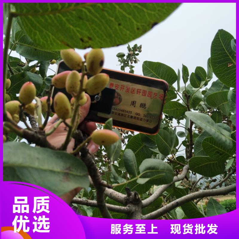 【 开心果 草莓苗免费获取报价】轩园玛瑙红石榴苗