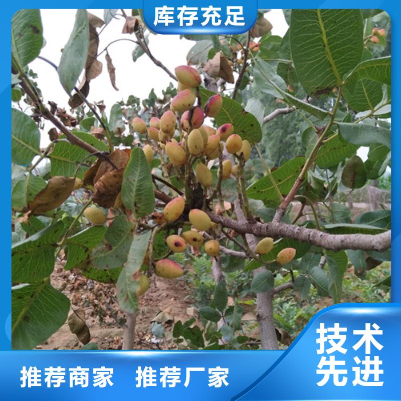 开心果3公分石榴苗诚信厂家