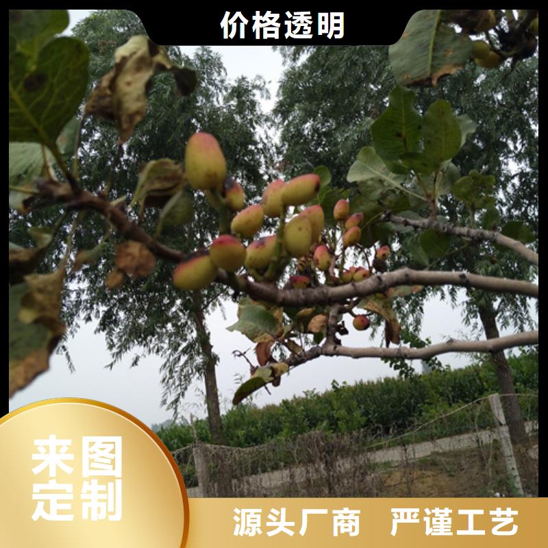 开心果李树苗工艺层层把关