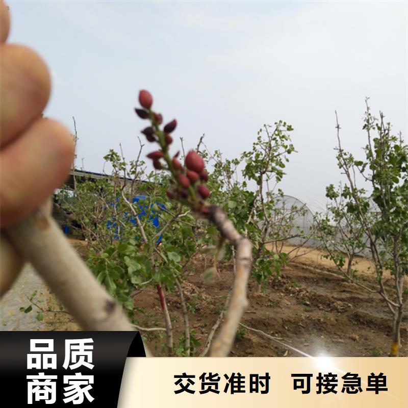 开心果石榴树自产自销