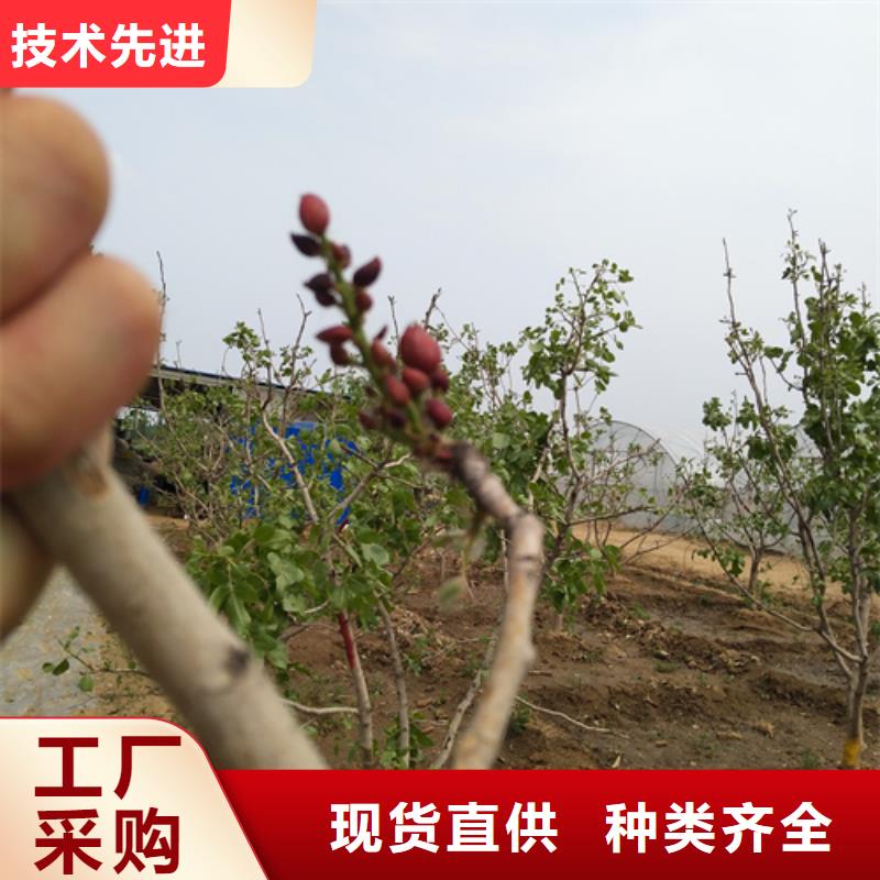 开心果【苹果苗】来电咨询