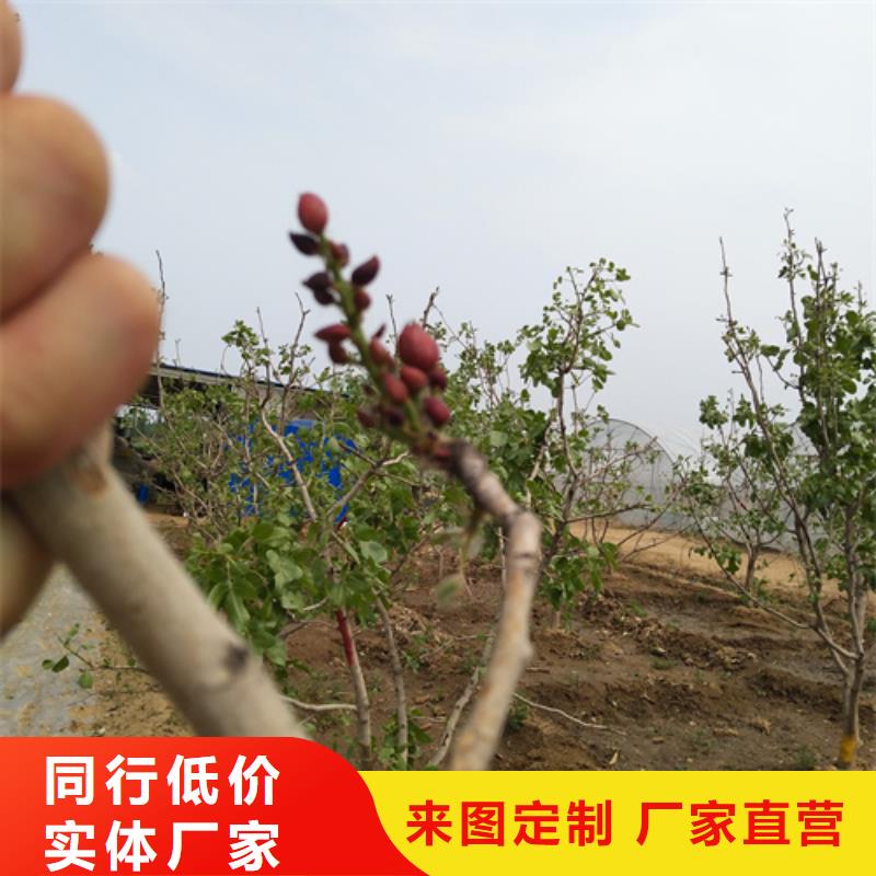 开心果【草莓苗】物流配货上门