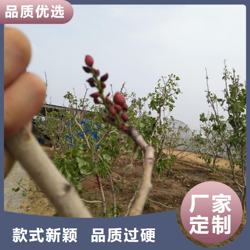 开心果樱桃苗实地大厂