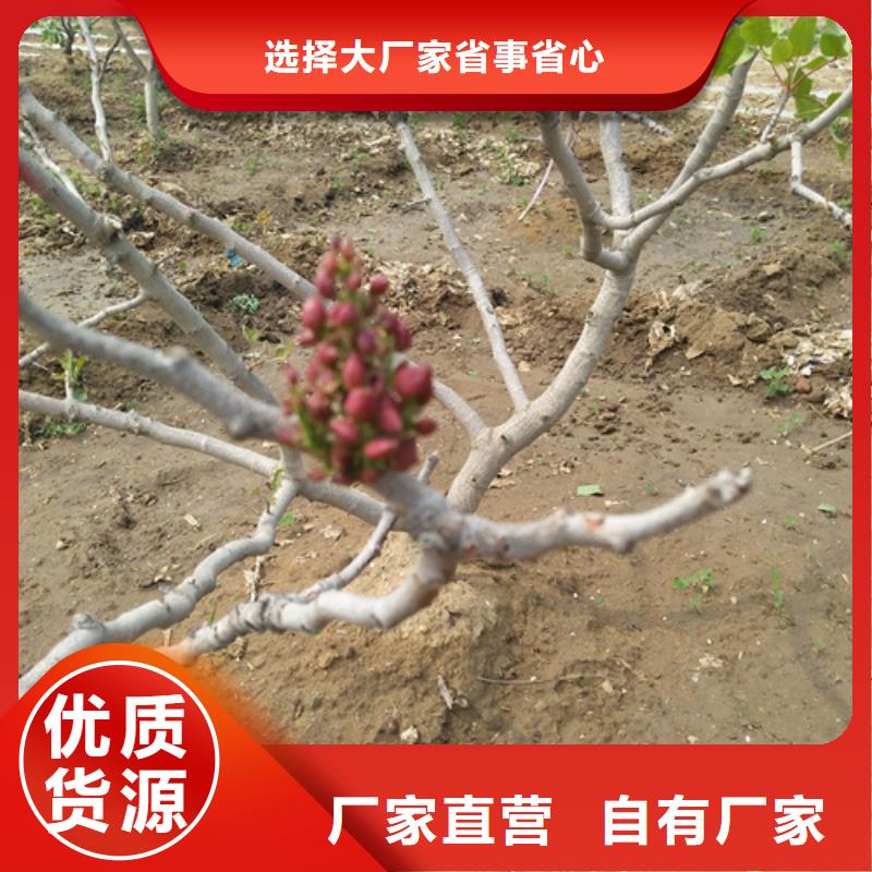 开心果石榴树自产自销