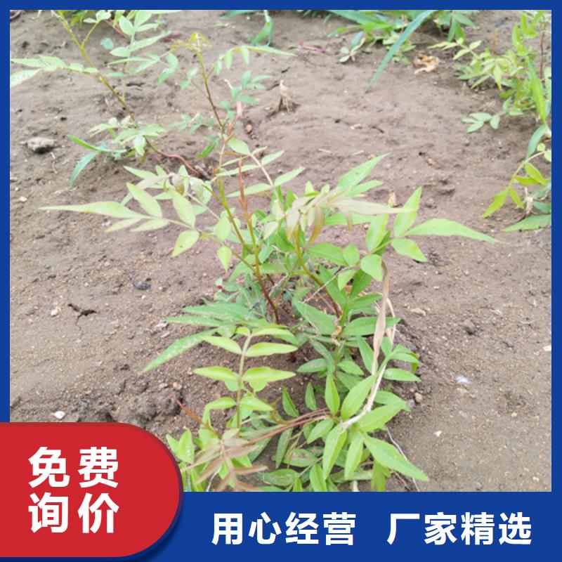 开心果-苹果苗用心做产品