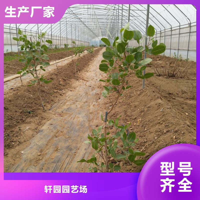 玛瑙红石榴苗视频-波密|察隅|山南|拉萨|日喀则|那曲|阿里|昌都玛瑙红石榴苗专业生产厂家-轩园园艺场(林芝市分公司)