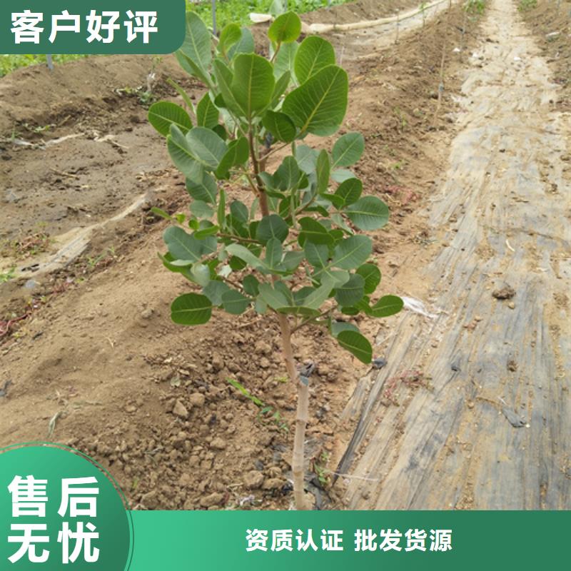开心果石榴树自产自销