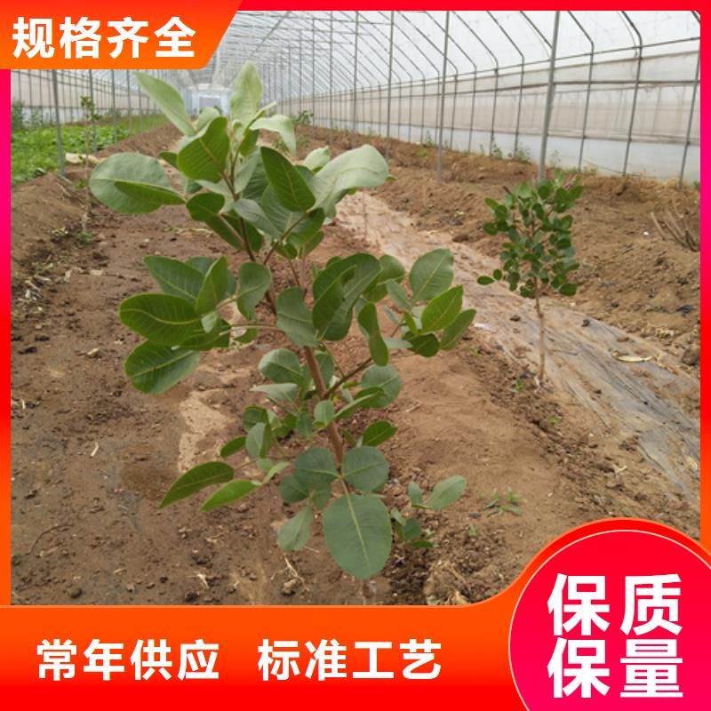 开心果樱桃苗真材实料