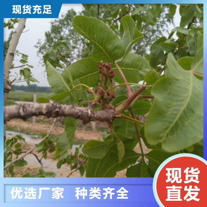 开心果樱桃苗真材实料