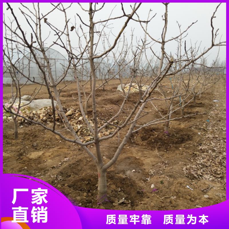 玛瑙红石榴苗-视频-六安市玛瑙红石榴苗-安徽省六安市霍山|金寨|池州|铜陵|黄山|芜湖【本地】货源
