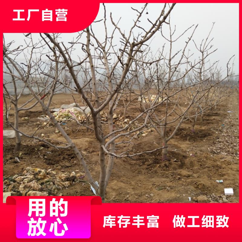 开心果樱桃苗准时交付