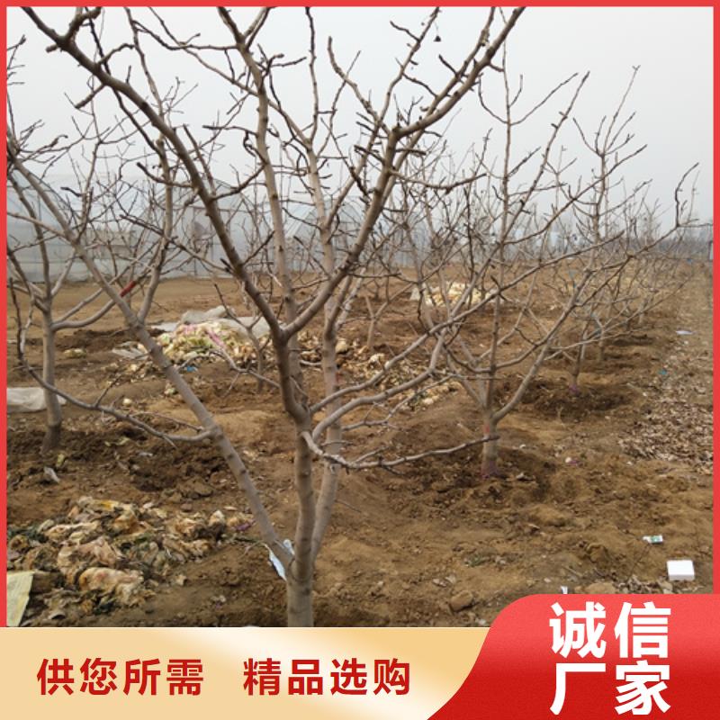 开心果石榴树自产自销