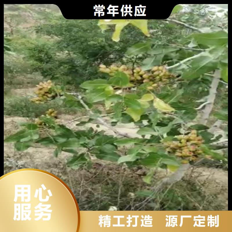 开心果石榴树厂家直销售后完善