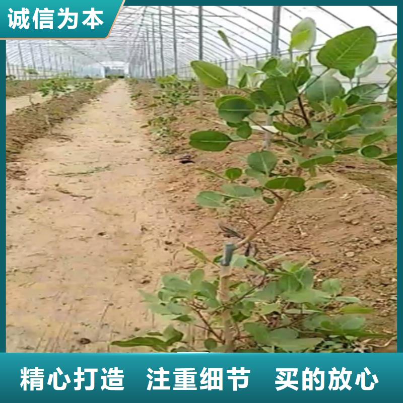 开心果樱桃苗优质原料