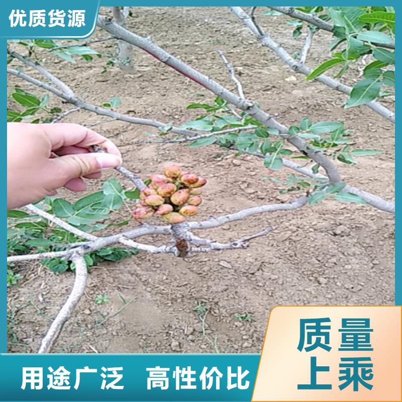 开心果,桃树苗品牌企业