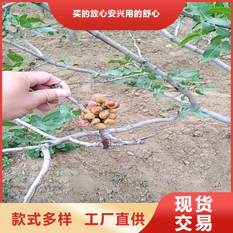 开心果板栗苗用心经营