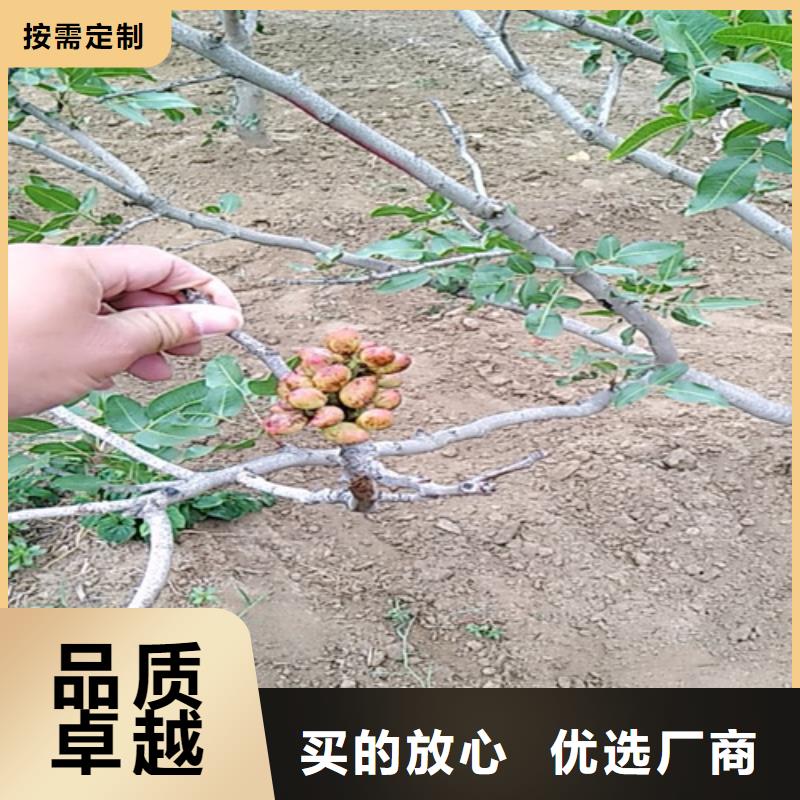 开心果石榴树自产自销