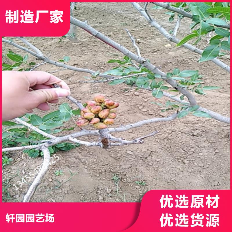 开心果,桃树苗品牌企业