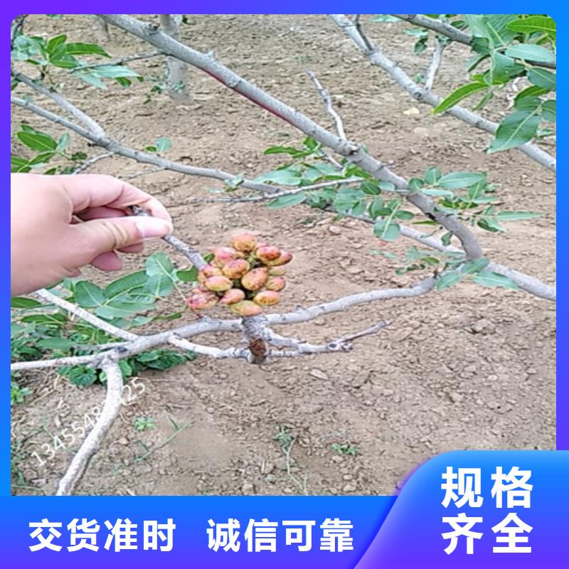 开心果【草莓苗】物流配货上门