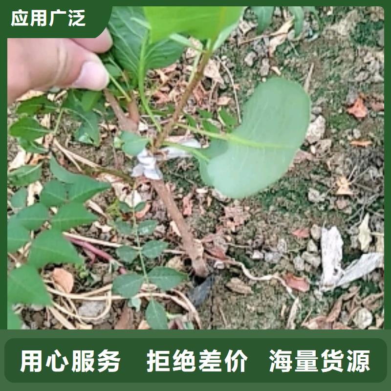 开心果-苹果苗用心做产品