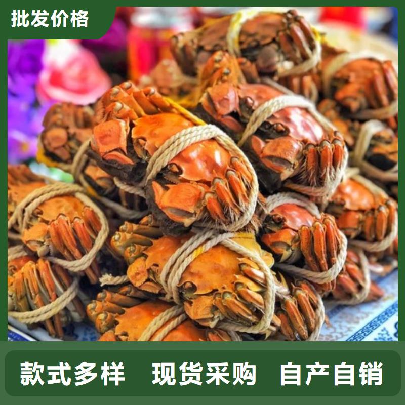 大闸蟹 【哪里卖阳澄湖大闸蟹】现货采购 阳澄湖镇岛顾记大闸蟹经营部(海南省分公司)