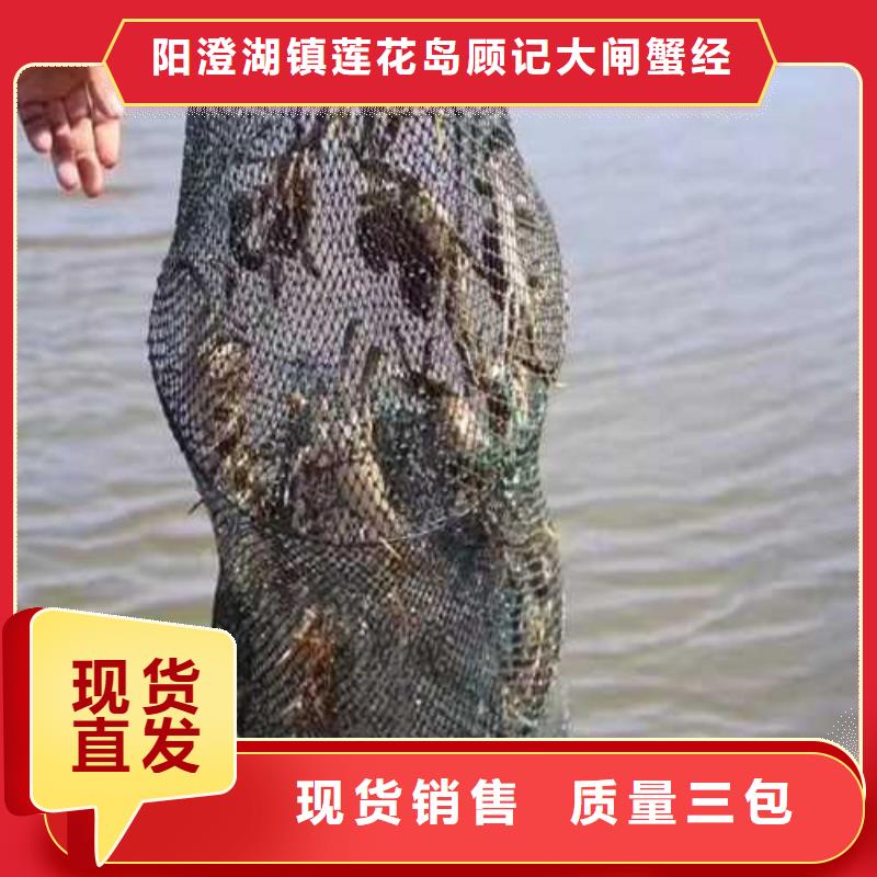 阳澄湖大闸蟹视频-阳澄湖大闸蟹-阳澄湖镇岛顾记大闸蟹经营部(海南省分公司)服务区域海口|三亚