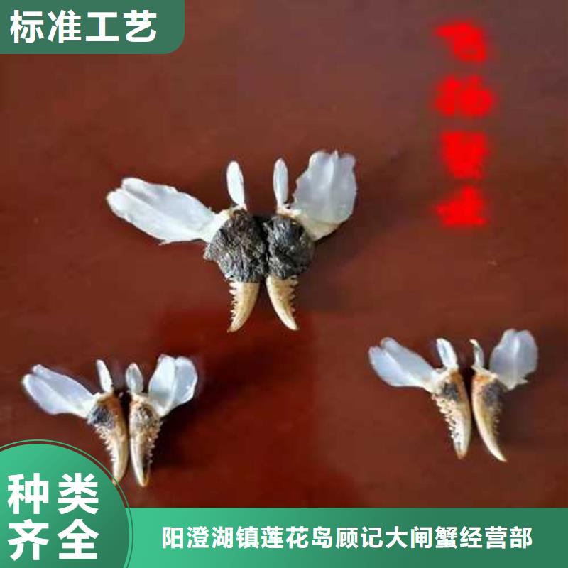 阳澄湖大闸蟹视频-阳澄湖大闸蟹_广东省茂名市市场覆盖电白|茂南|佛山|潮州|云浮|河源|深圳|肇庆|惠州等