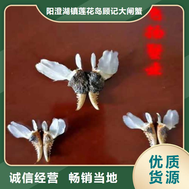 阳澄湖大闸蟹行业品牌厂家