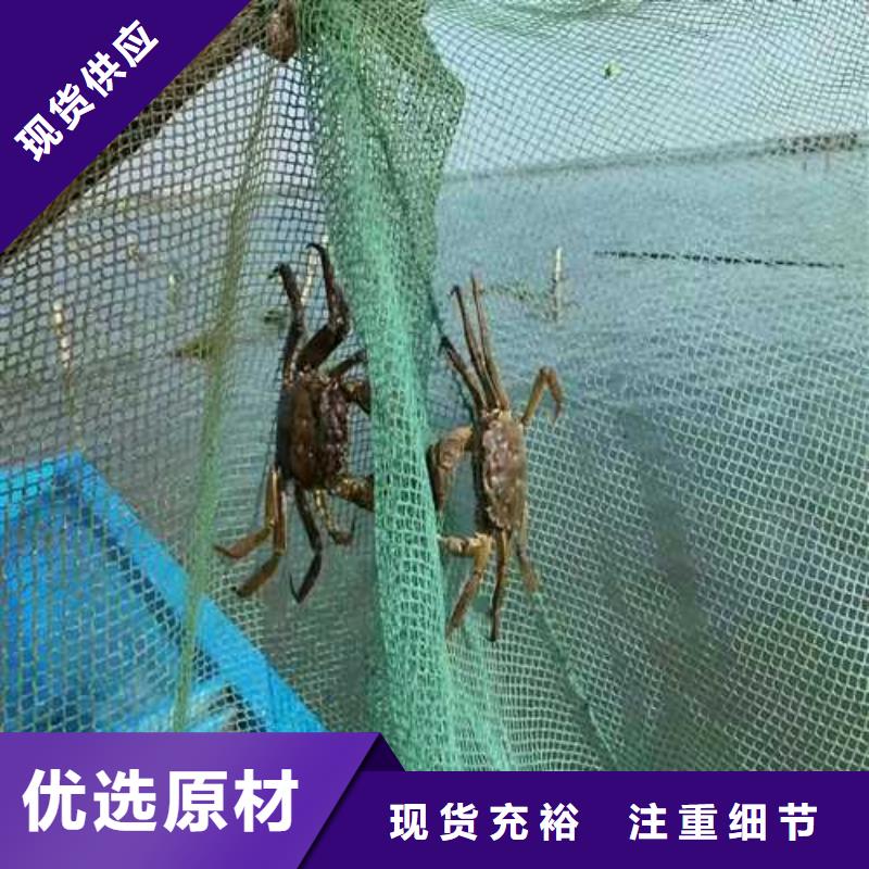 阳澄湖大闸蟹-视频-茂名市阳澄湖大闸蟹|化州|信宜|汕头|揭阳|江门|汕尾|云浮|佛山|中山