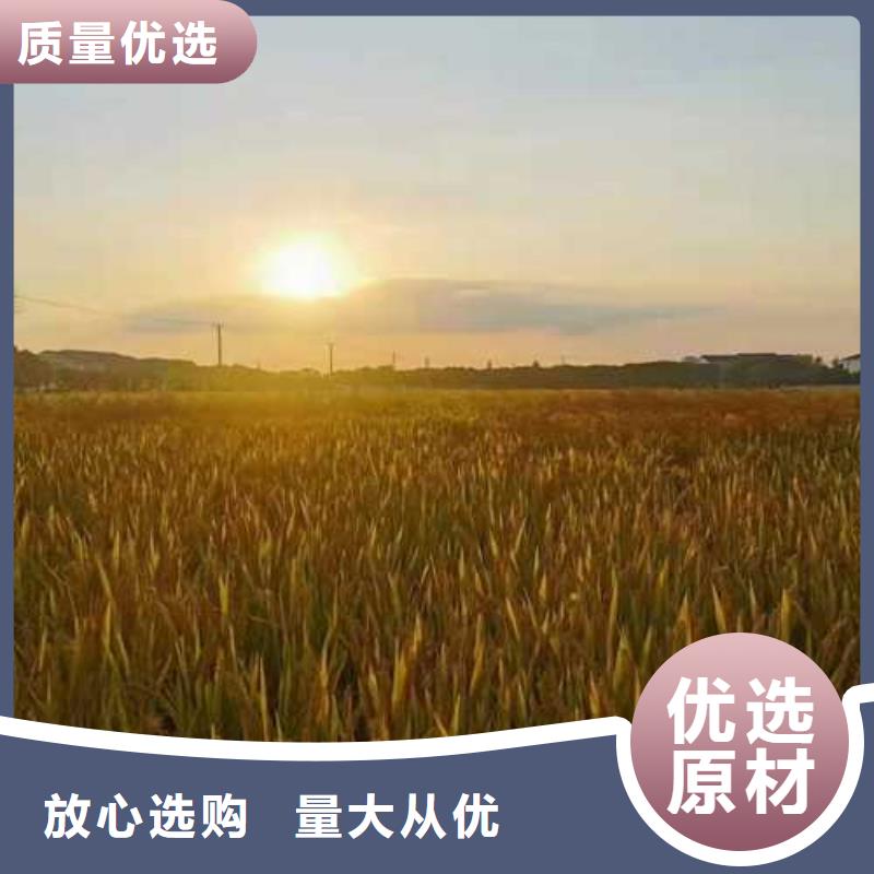 阳澄湖大闸蟹视频-阳澄湖大闸蟹-阳澄湖镇岛顾记大闸蟹经营部(海南省分公司)服务区域海口|三亚
