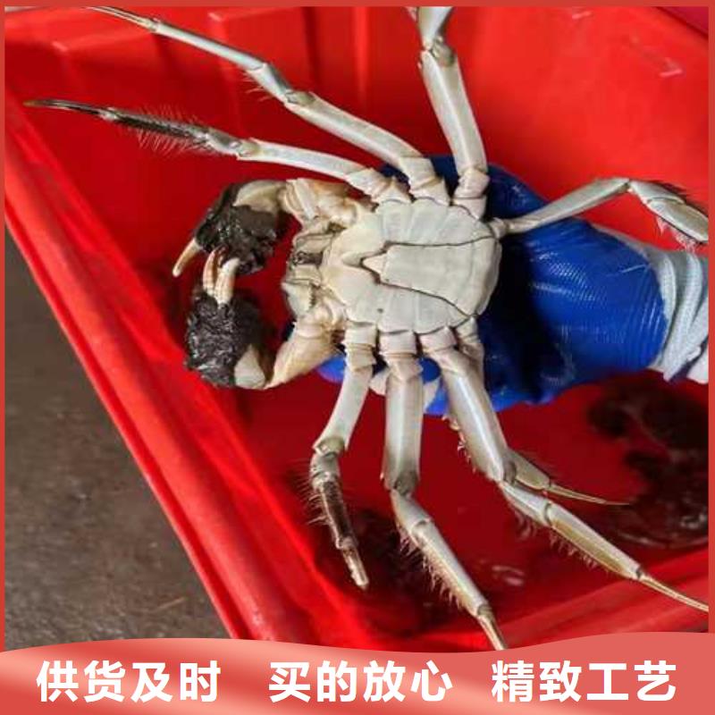 莲花岛大闸蟹哪里正宗
