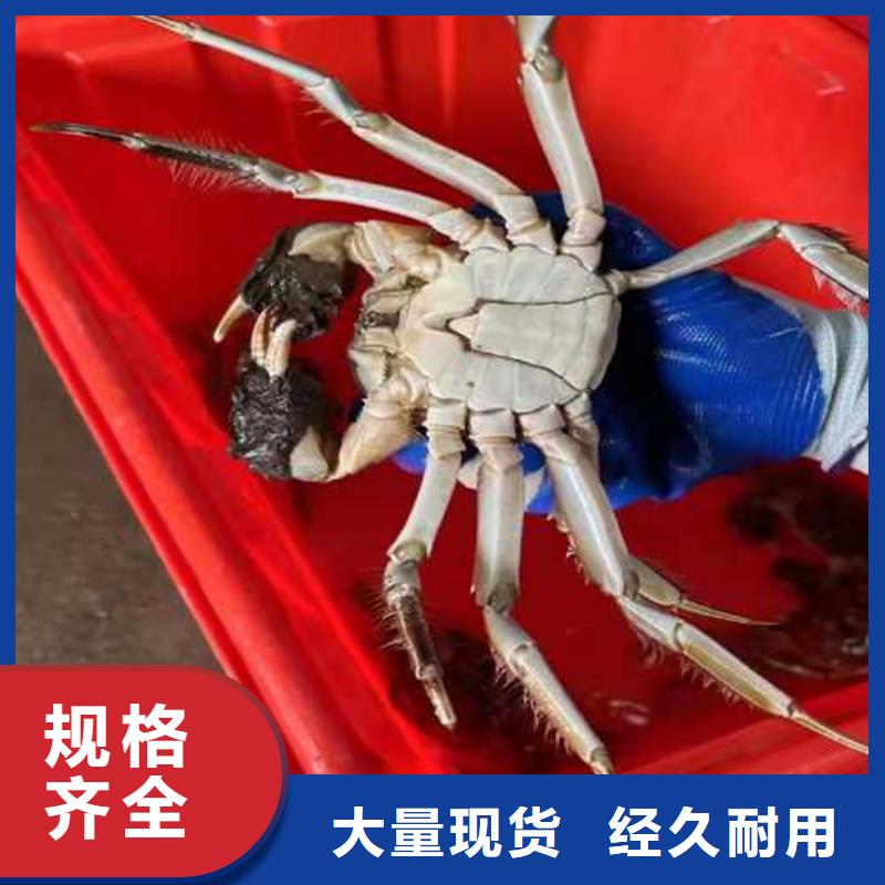 去正宗阳澄湖大闸蟹哪里好好吃在苏州阳澄湖