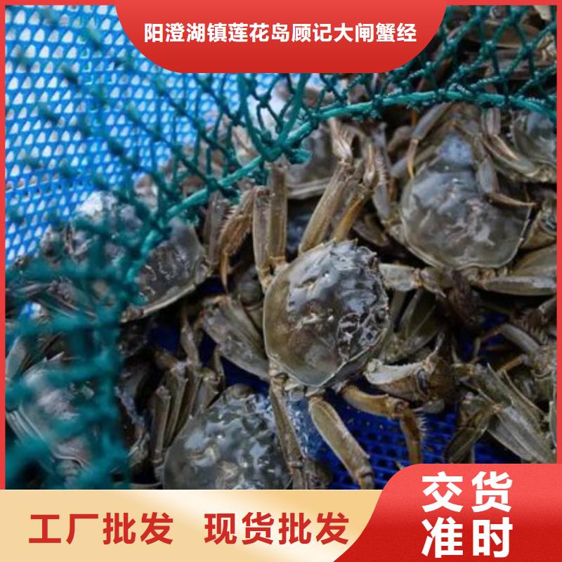 阳澄湖大闸蟹-视频-舟山|衢州|嘉兴|宁波|温州|杭州|丽水顾记阳澄湖大闸蟹_ 阳澄湖镇岛顾记大闸蟹经营部(浙江省分公司)