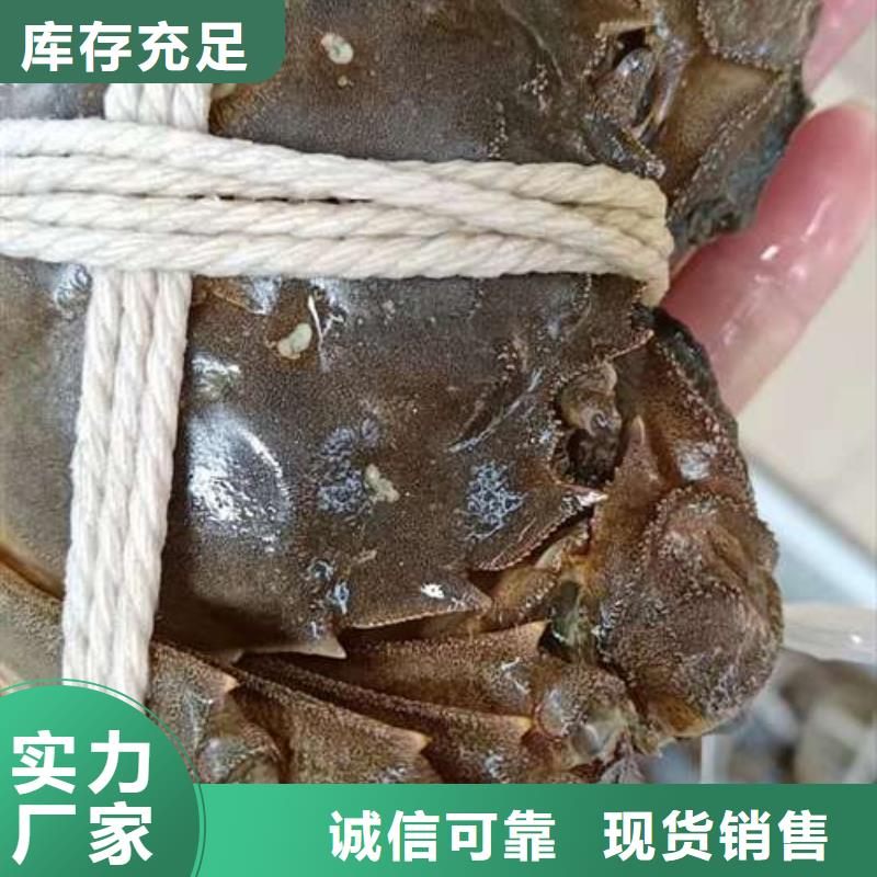 阳澄湖大闸蟹-视频-银川顾记阳澄湖大闸蟹_ 阳澄湖镇岛顾记大闸蟹经营部(宁夏分公司)