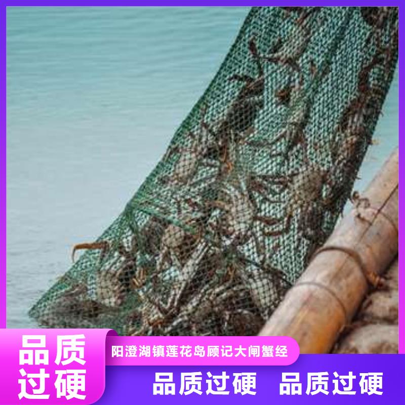 阳澄湖大闸蟹-视频-神木|佳县|商洛|咸阳|宝鸡|汉中顾记阳澄湖大闸蟹_ 阳澄湖镇岛顾记大闸蟹经营部(榆林市分公司)