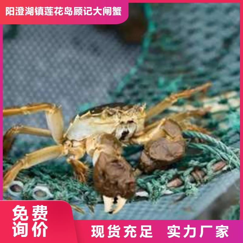 阳澄湖大闸蟹视频-莱城|钢城|淄博|菏泽|滨州|东营|威海|烟台顾记阳澄湖大闸蟹_ 阳澄湖镇岛顾记大闸蟹经营部(莱芜市分公司)